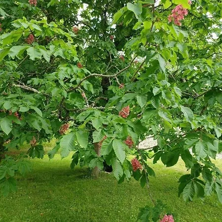 Vakantiehuis Auralite - Le Triangle D'emeraude Bertric-Burée