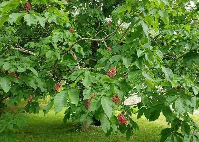 Vakantiehuis Auralite - Le Triangle D'emeraude Bertric-Burée